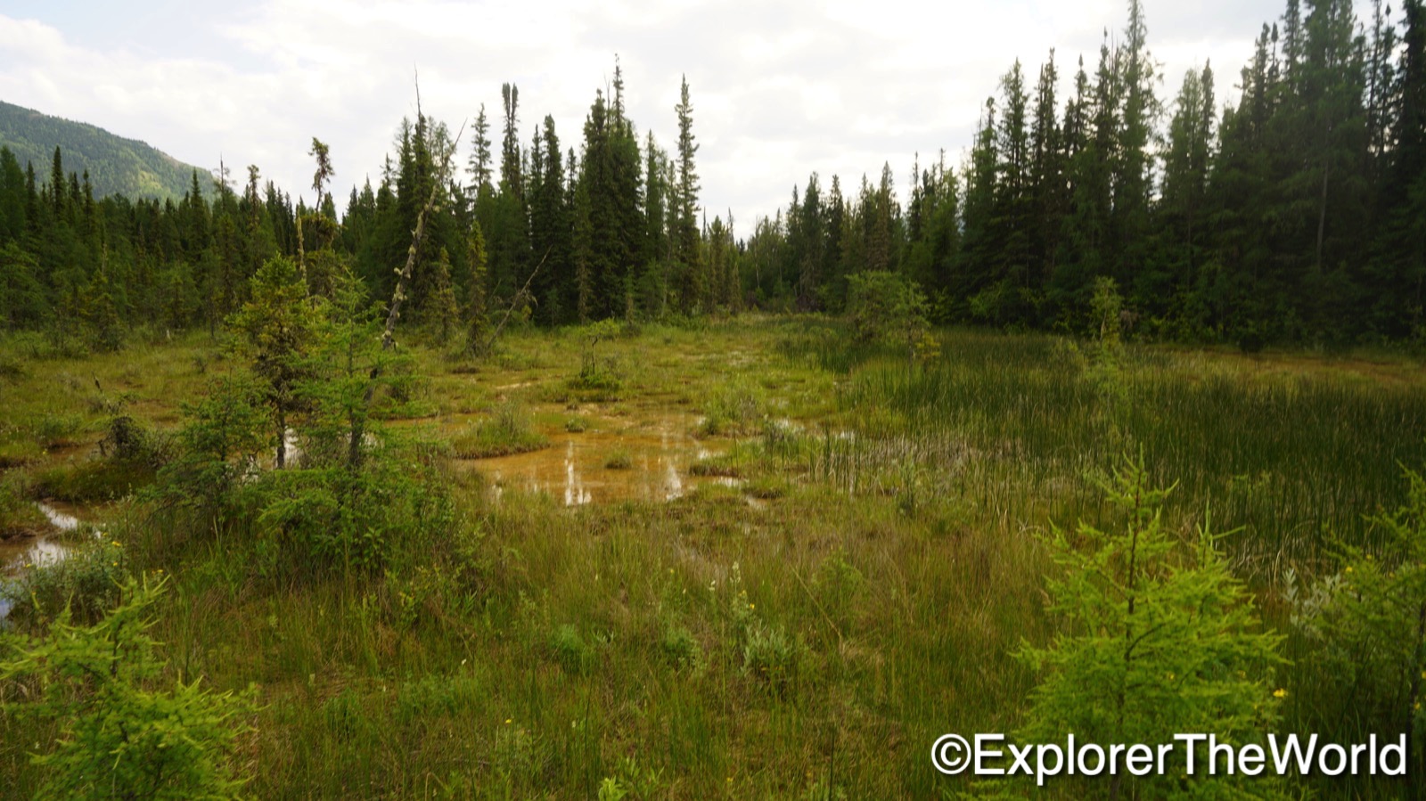 Liard River Hotspings00012