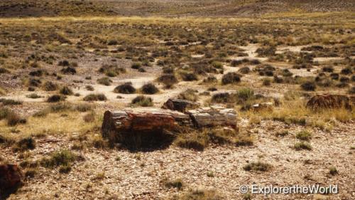 Petrified Forest2