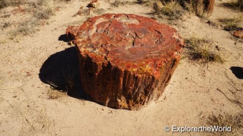 Petrified Forest5