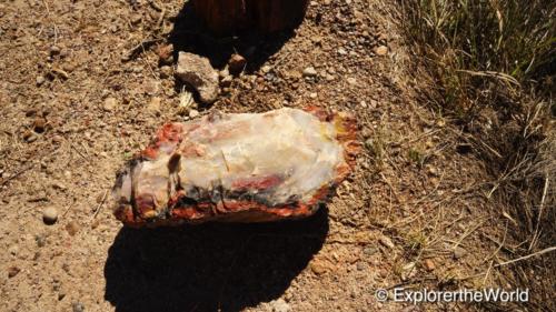 Petrified Forest6