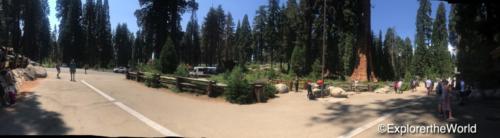 Sequoia6