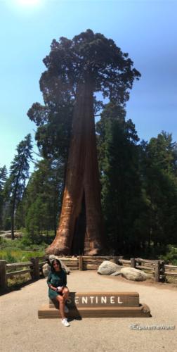 Sequoia7