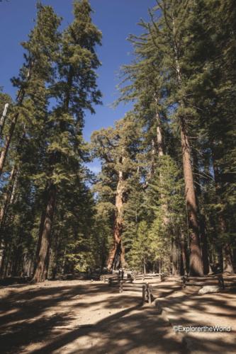 Sequoia9
